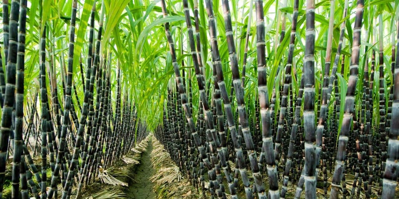 Sustainability